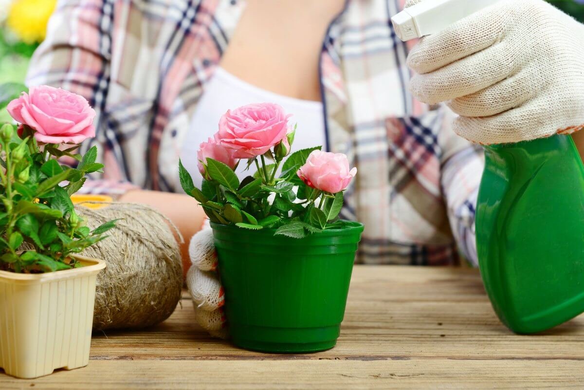 Выращивание комнатных роз
