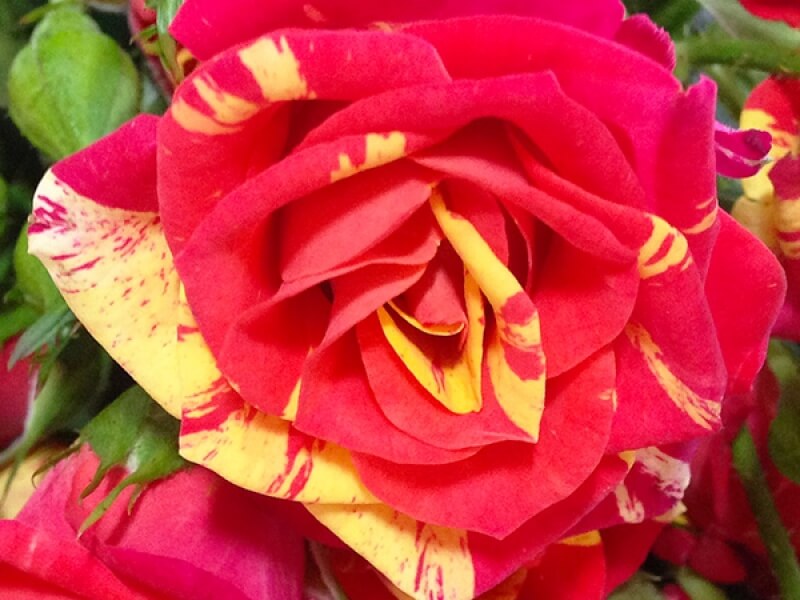 Файер Флеш (Fire flash) – миниатюрная роза без острых шипов