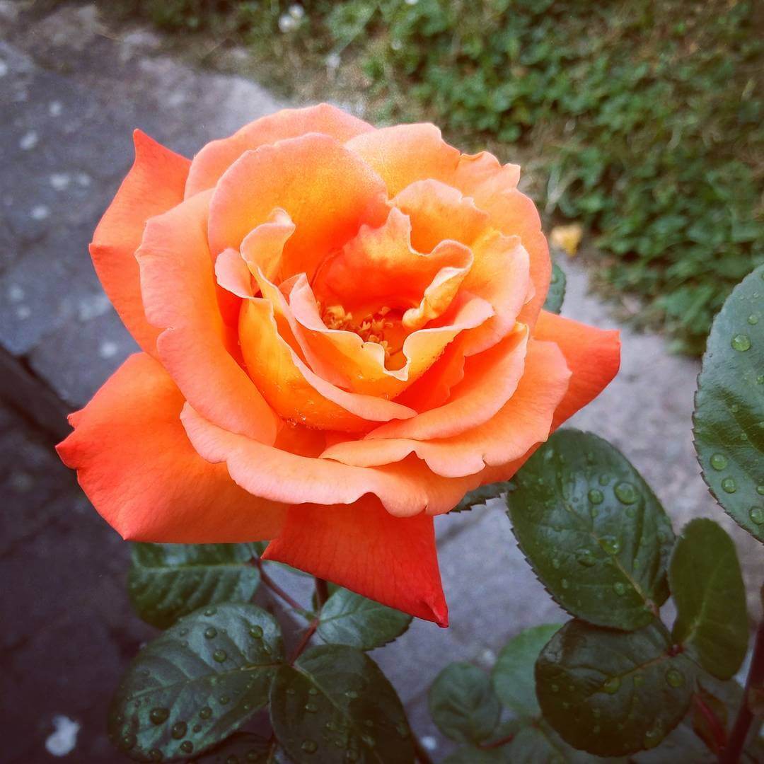 Фото розы Луи де Фюнес.