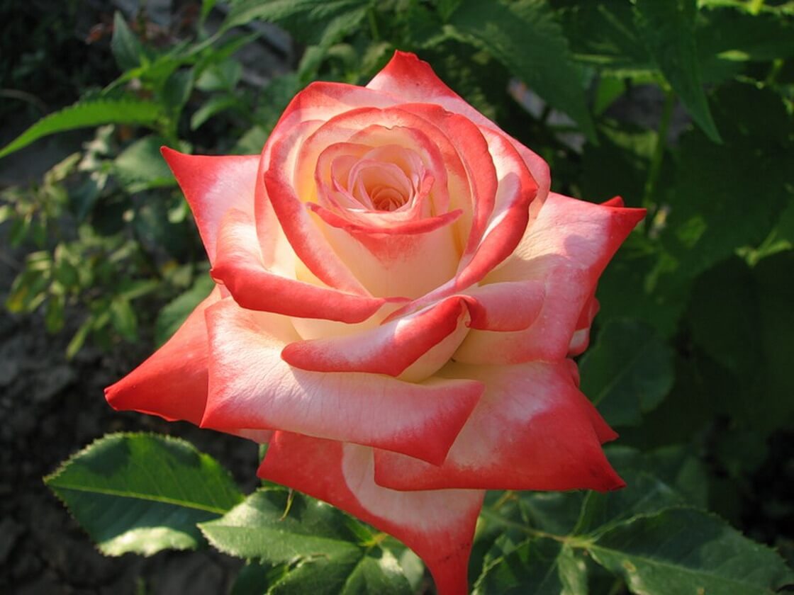 Imperatrice Farah - неприхотливый сорт розы в вашем саду