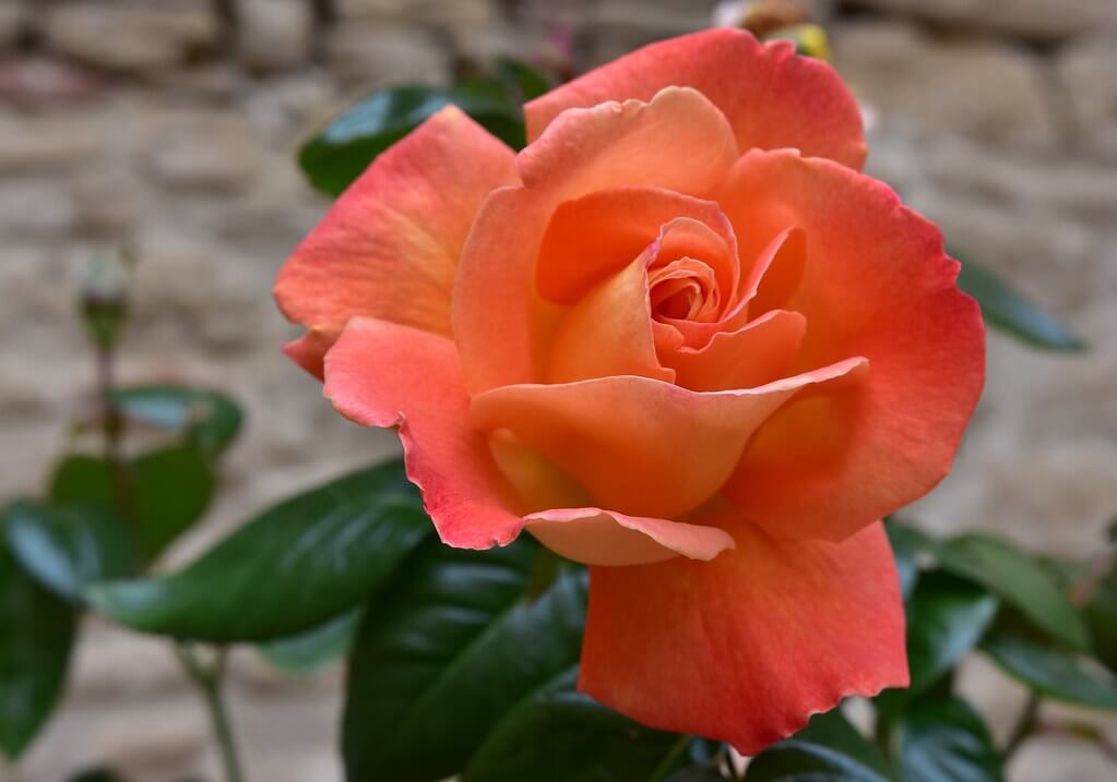 Яркая роза Louis de Funes