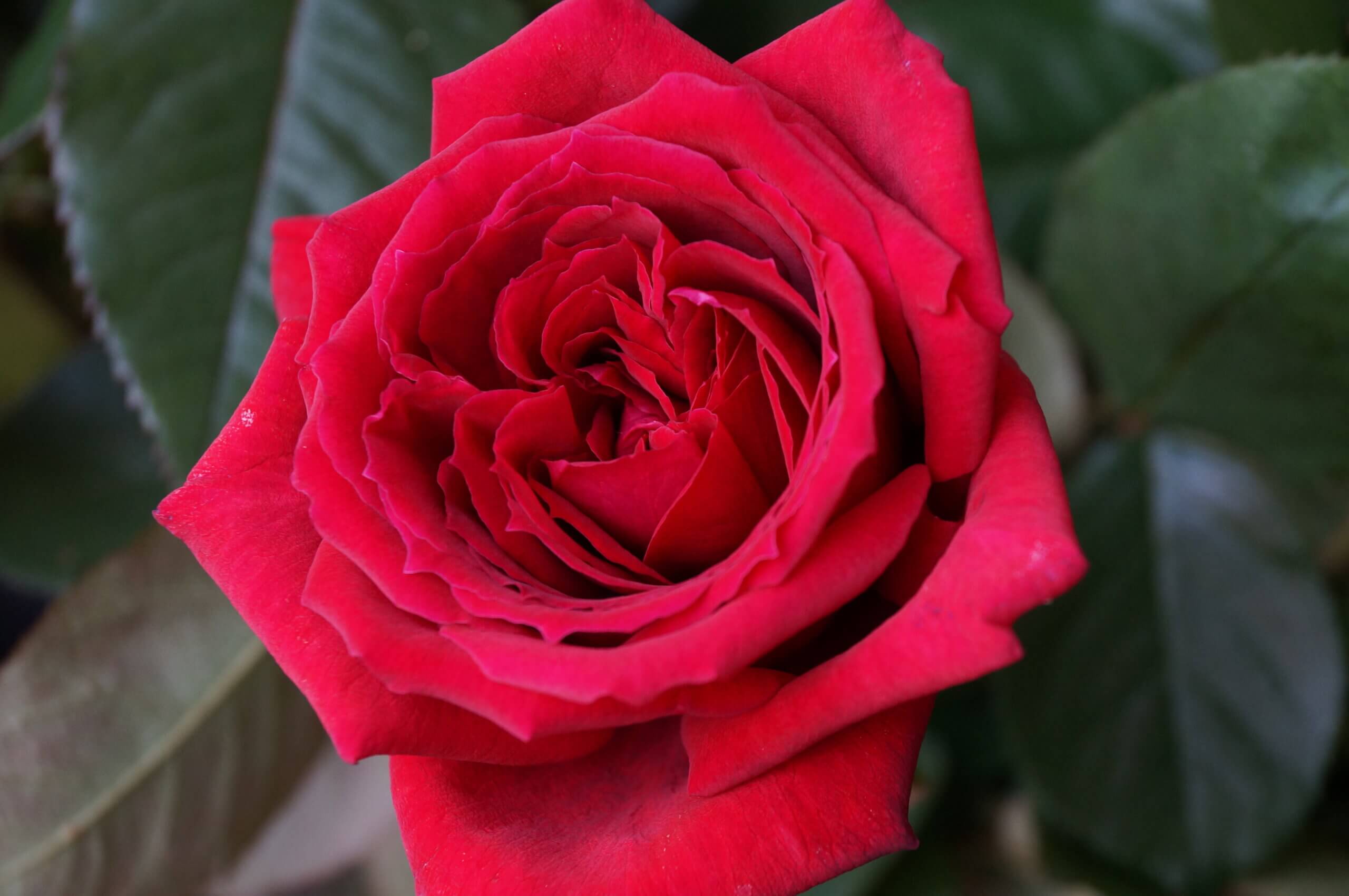 Botero - крупный сорт розы с ярким ароматом