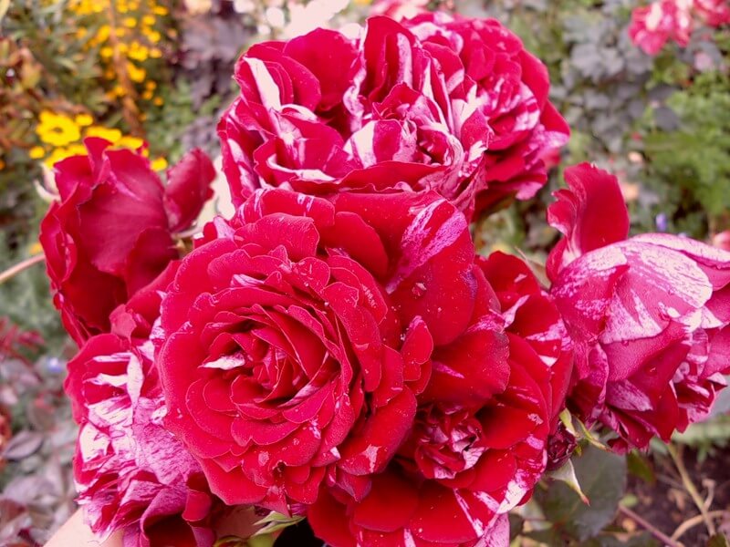 Дип Импрешн роза - внешний вид, особенности, плюсы и минусы | РозоЦвет