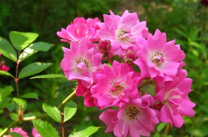 Wartburg роза - сорт неприхотливый в уходе с потрясающей яркой окраской