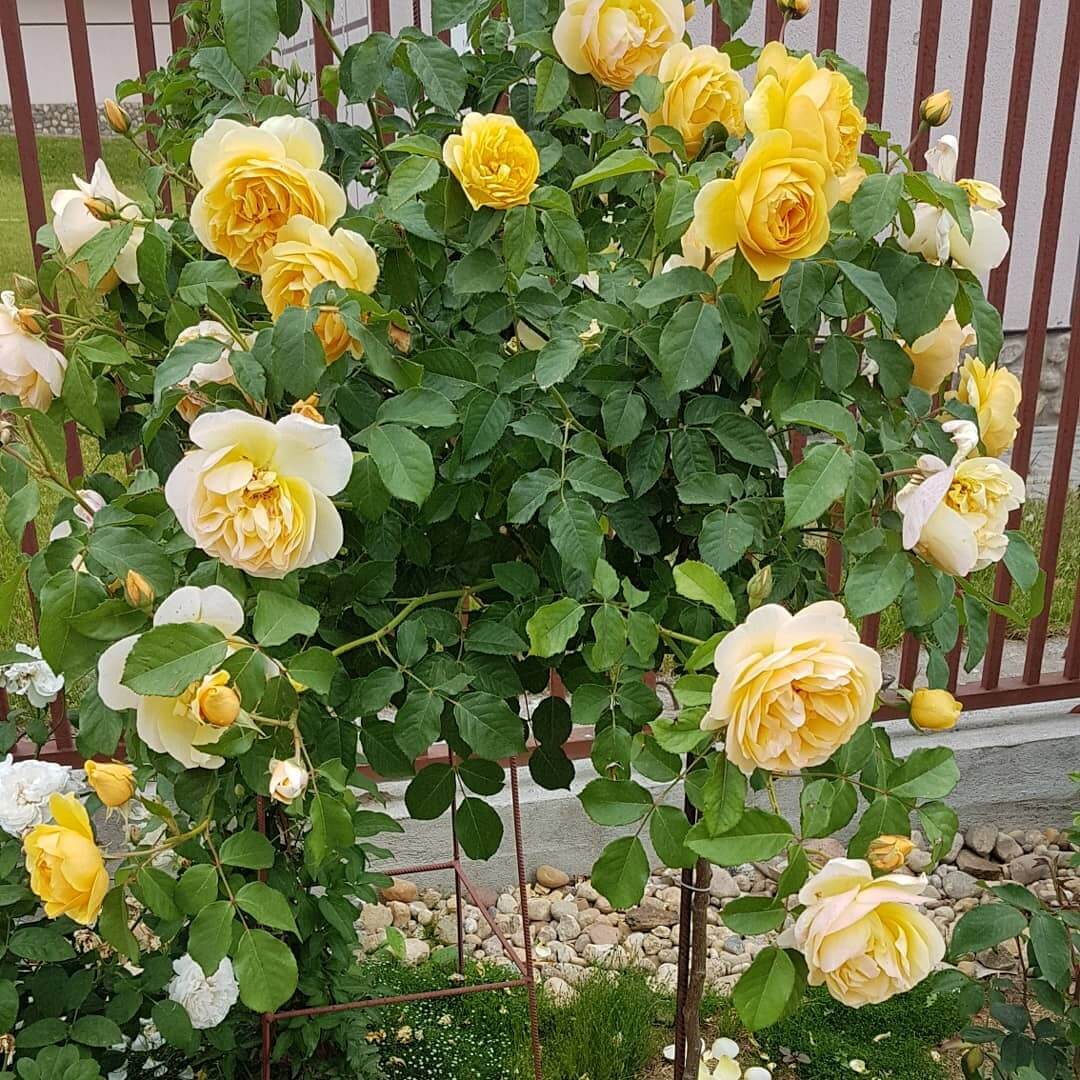 Грэхам Томас роза - описание сорта, плюсы и минусы, отзывы и советы по выращиванию