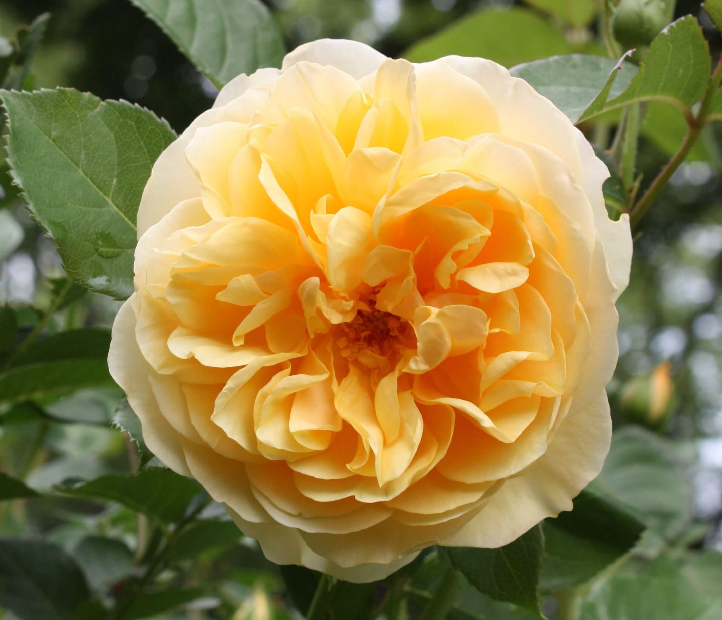 Graham Thomas — английская чайно-гибридная роза с насыщенным ароматом и яркой расцветкой