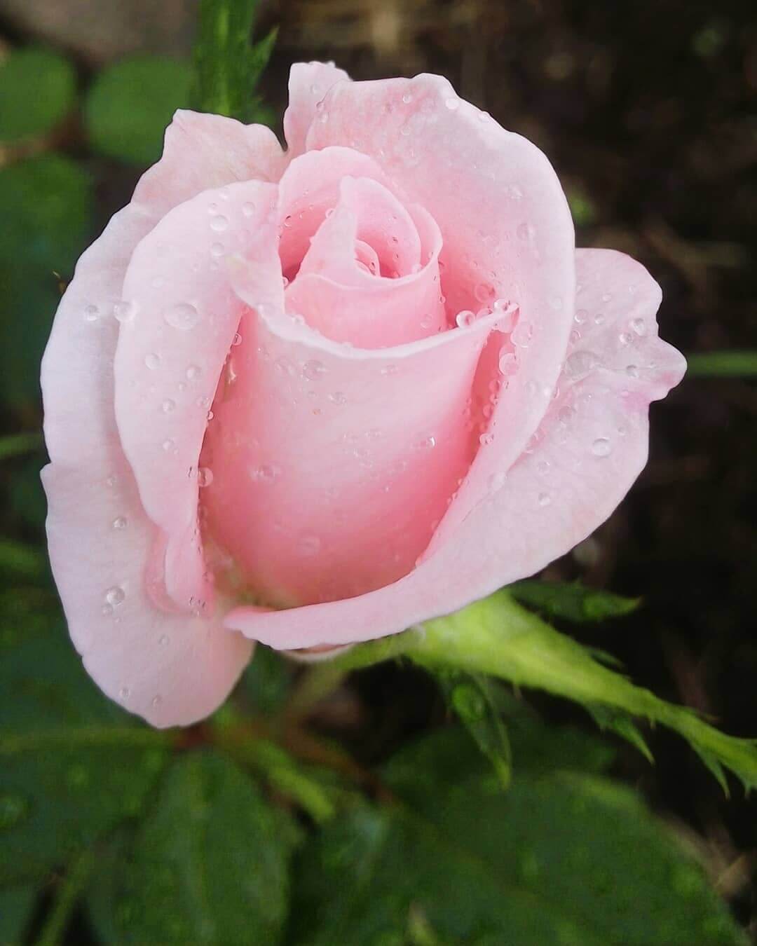 Розовые розы сорта названия. Сорт розы Ноэлия.