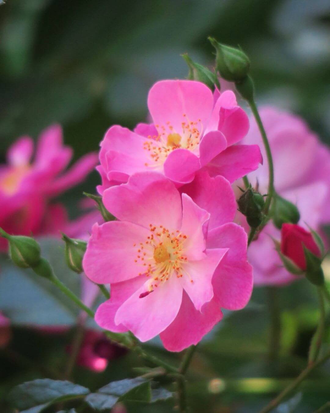 Роза Лавендер Дрим особенности и характеристика сорта посадка выращивание и уход отзывы