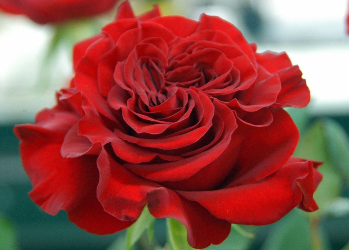 Hearts — чайно-гибридная роза от нидерландских селекционеров компании Jan Spek Nurseries