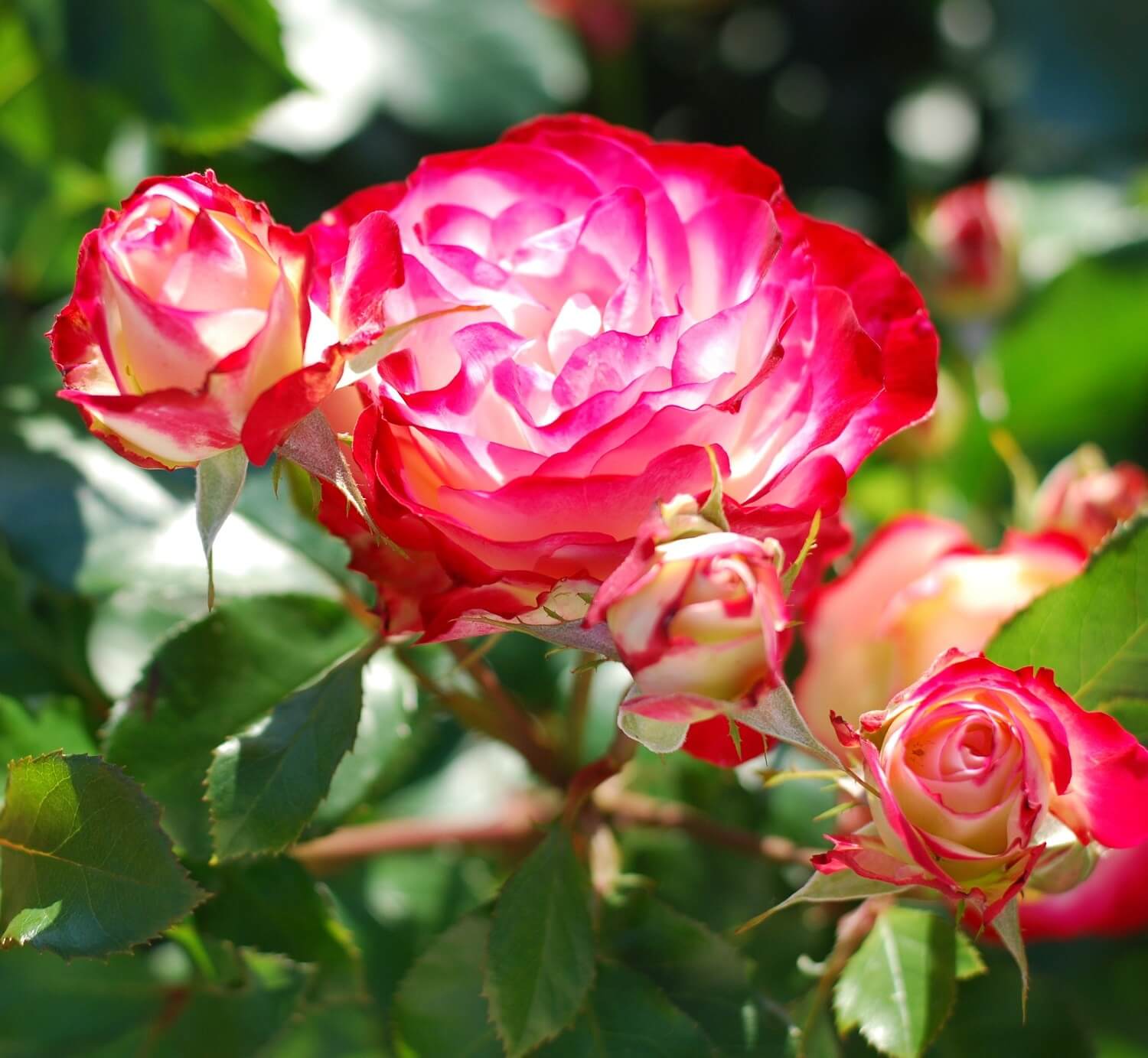 Jubile de Saint-Petersbourg (Юбилей Санкт-Петербурга) - морозоустойчивая двухцветная роза в собственном саду