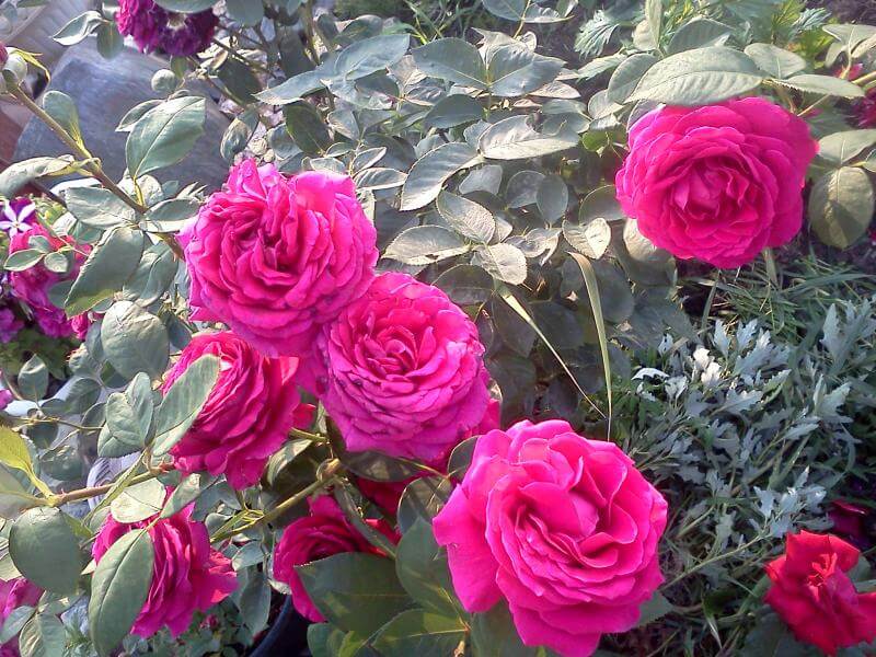 Роза Шакира: особенности, характеристика, посадка, выращивание, уход, отзывы