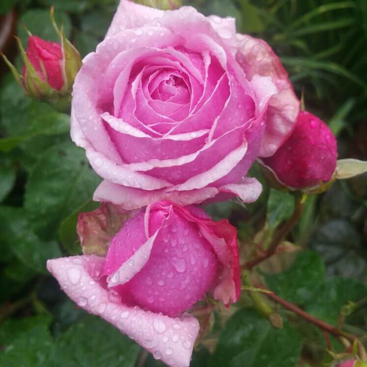 Jessika - неприхотливая роза с нежно-розовой окраской