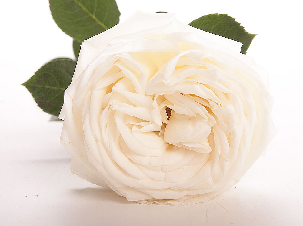 White O'Hara пионовидная французская роза нежного белого цвета