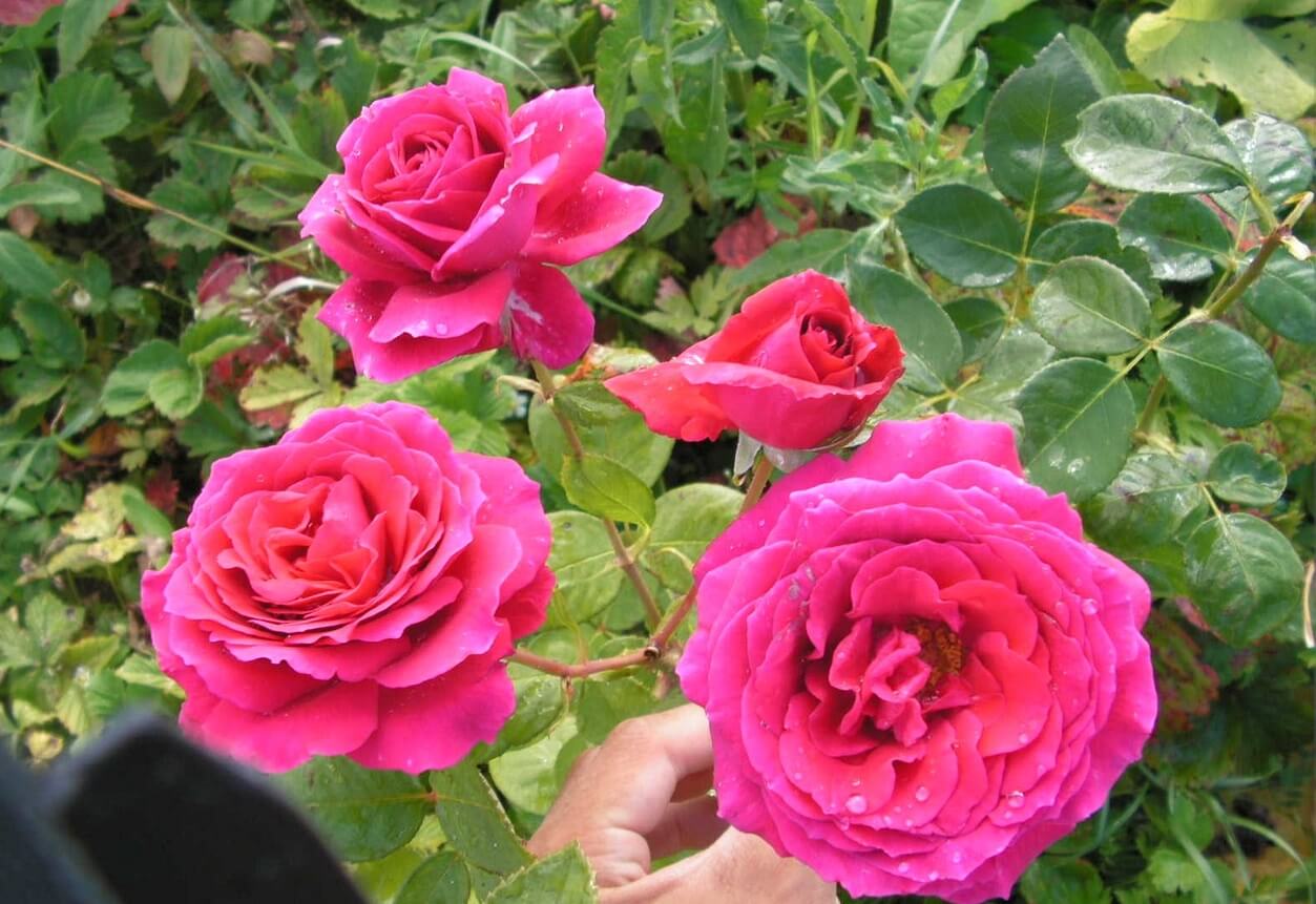 Ramira — двухцветный клаймбер, крупный плетистый кустарник с россыпью ярко-розовых бутонов