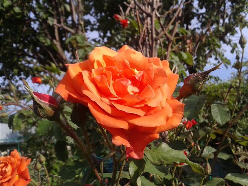 Наранга роза