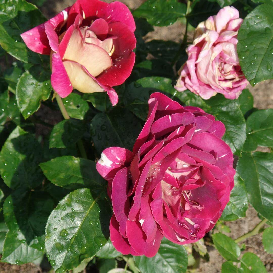 Роза Пестрая Фантазия особенности и характеристика сорта правила посадки выращивания и ухода отзывы