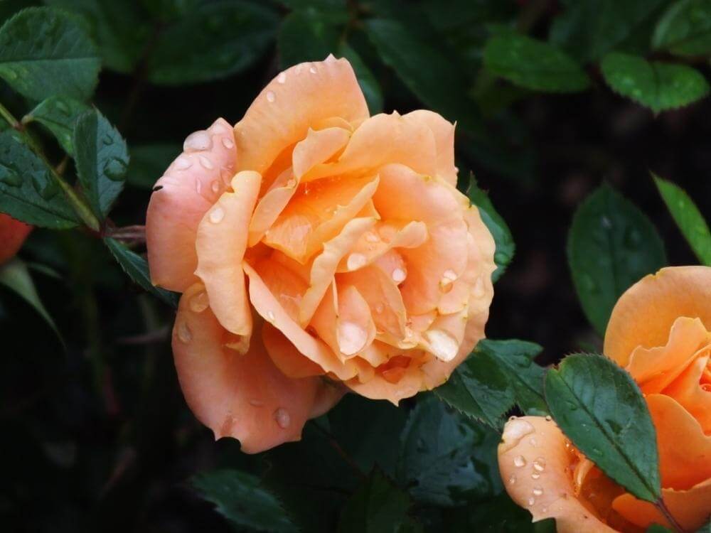 Apricot Clementine - миниатюрная патио роза из Германии
