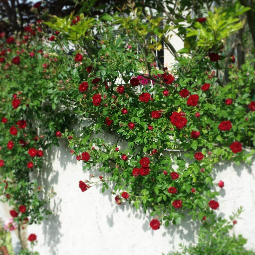 Роза Ред Эмпаер особенности и характеристика сорта правила посадки выращивания и ухода отзывы - сайт о садоводстве