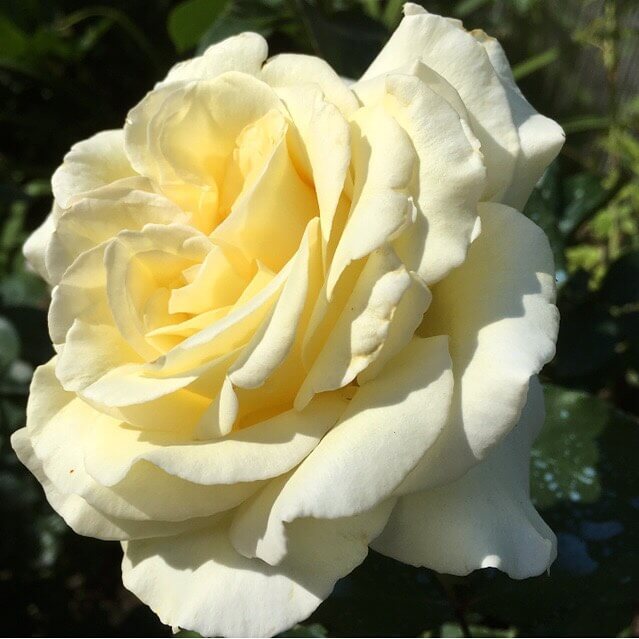 Поларштерн роза - описание сорта, советы по выращиванию