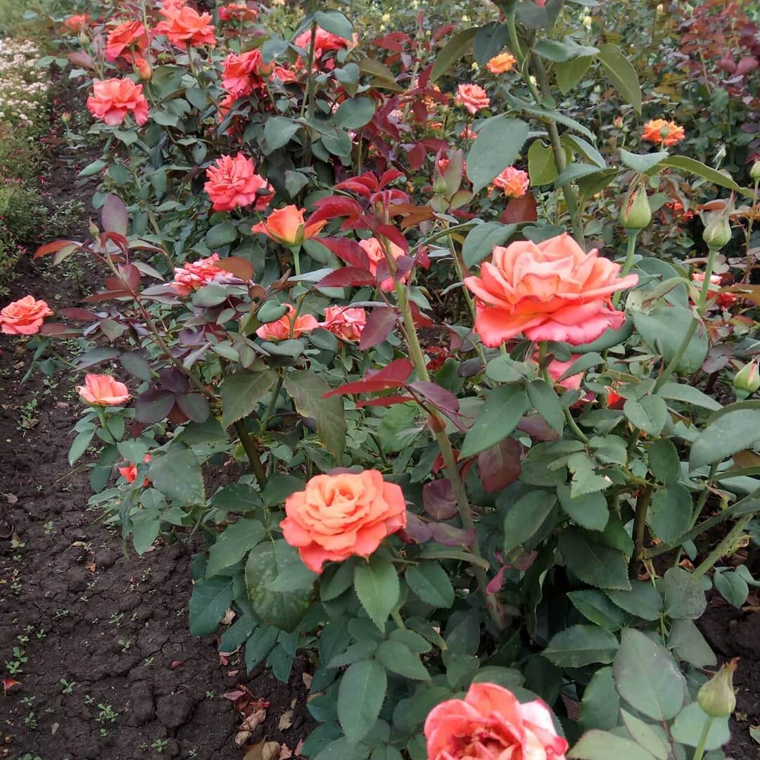 Импульс роза - описание сорта, советы по выращиванию, отзывы и фото |  РозоЦвет