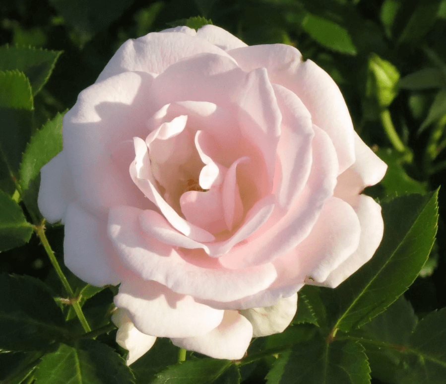Aspirine Rose - почвопокровная роза патио нежного белого цвета с розовым центром