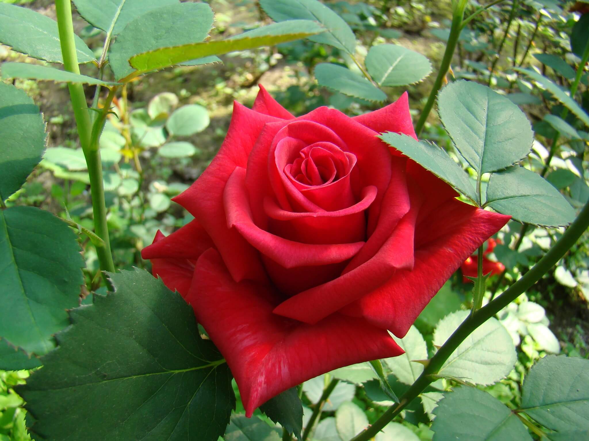 Kardinal - малиновая чайно-гибридная роза от компании Kordes