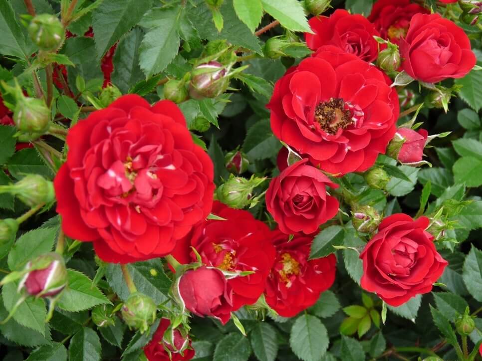 Red Cascade - почвопокровная роза из США