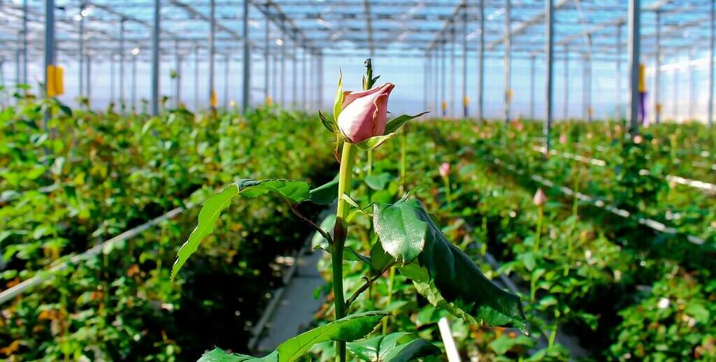 Выращивание роз