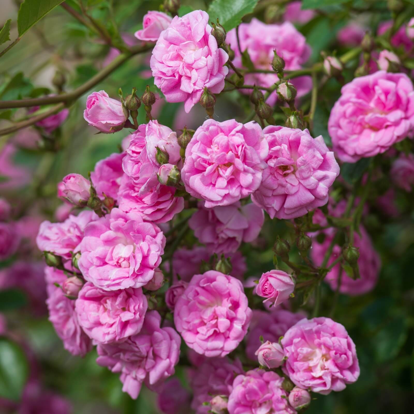 Дороти Перкинс - описание и характеристики розы сорта, фото и отзывы | Rambling Rose