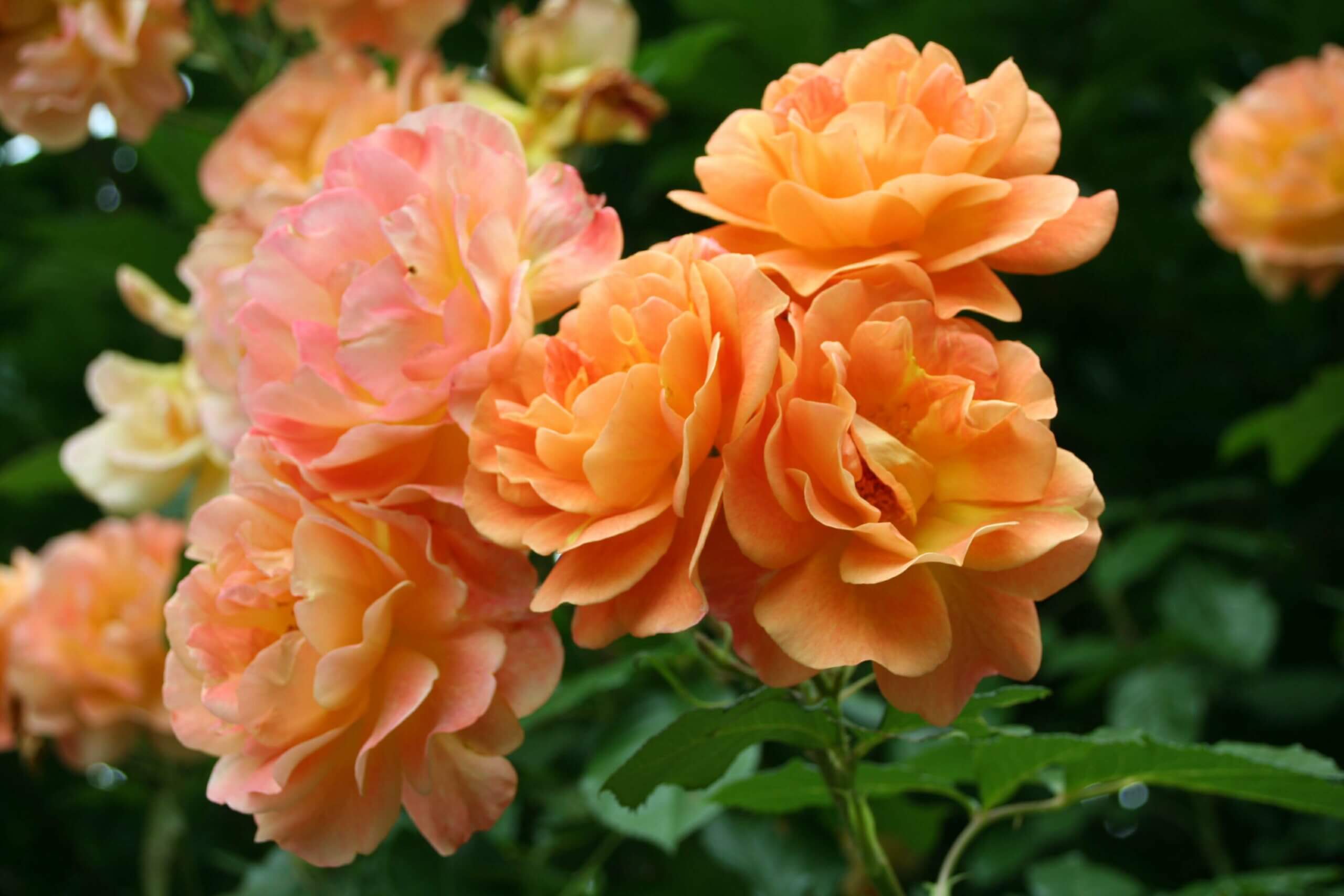 Westerland роза