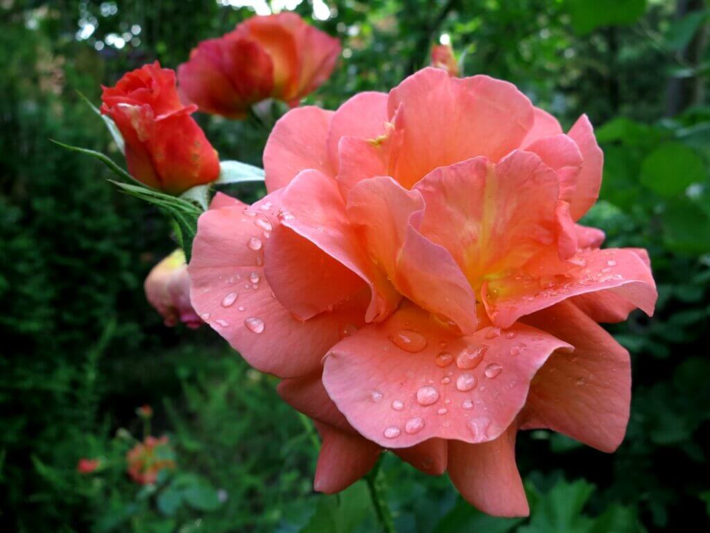Westerland роза