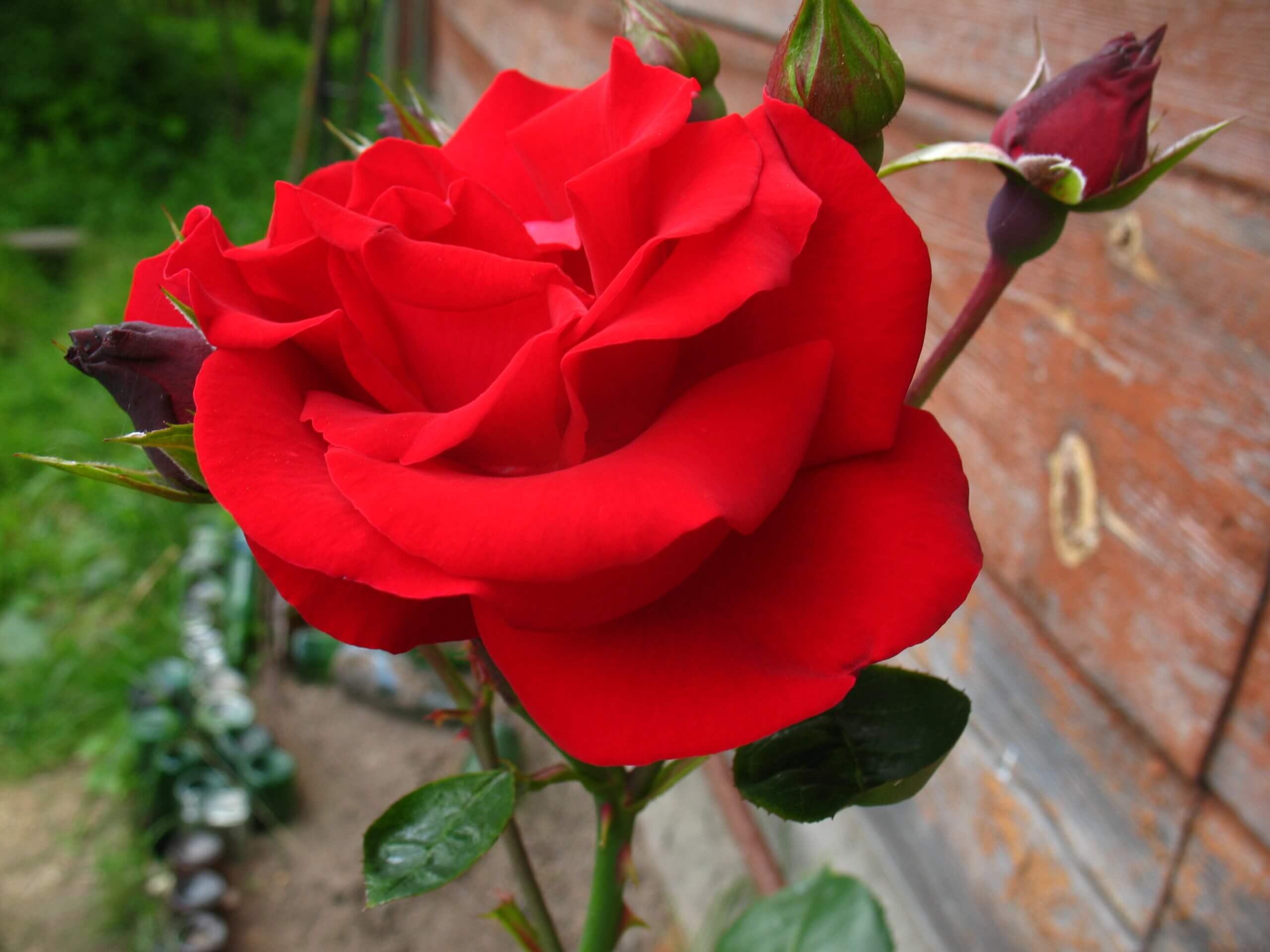 Santana - кроваво-алая плетистая роза от Tantau