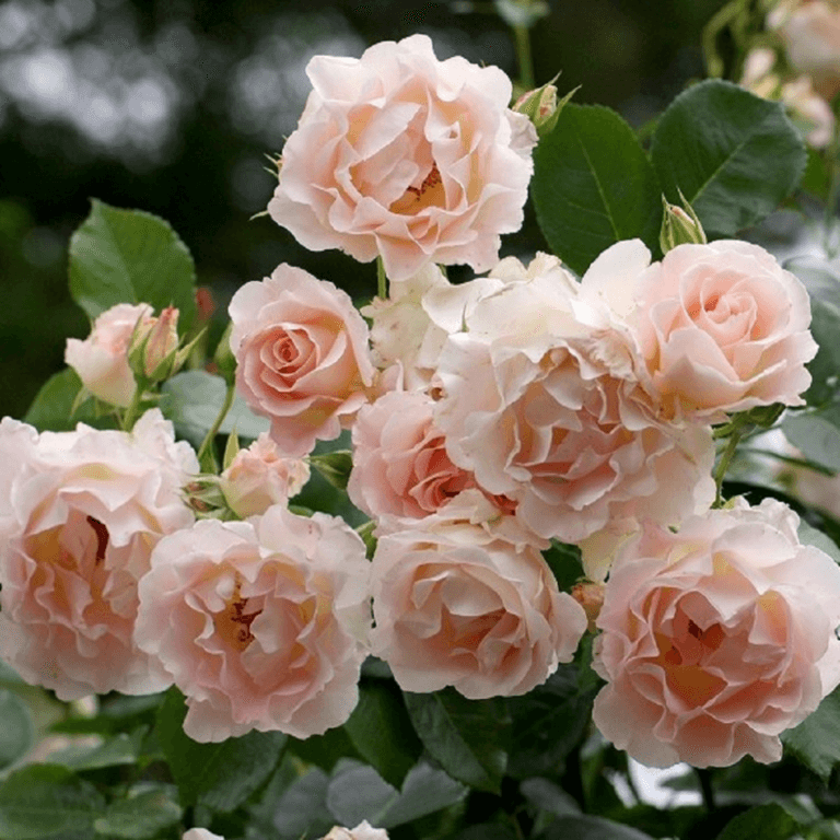 Rokoko - кустарник-шраб с абрикосовыми розами от Tantau