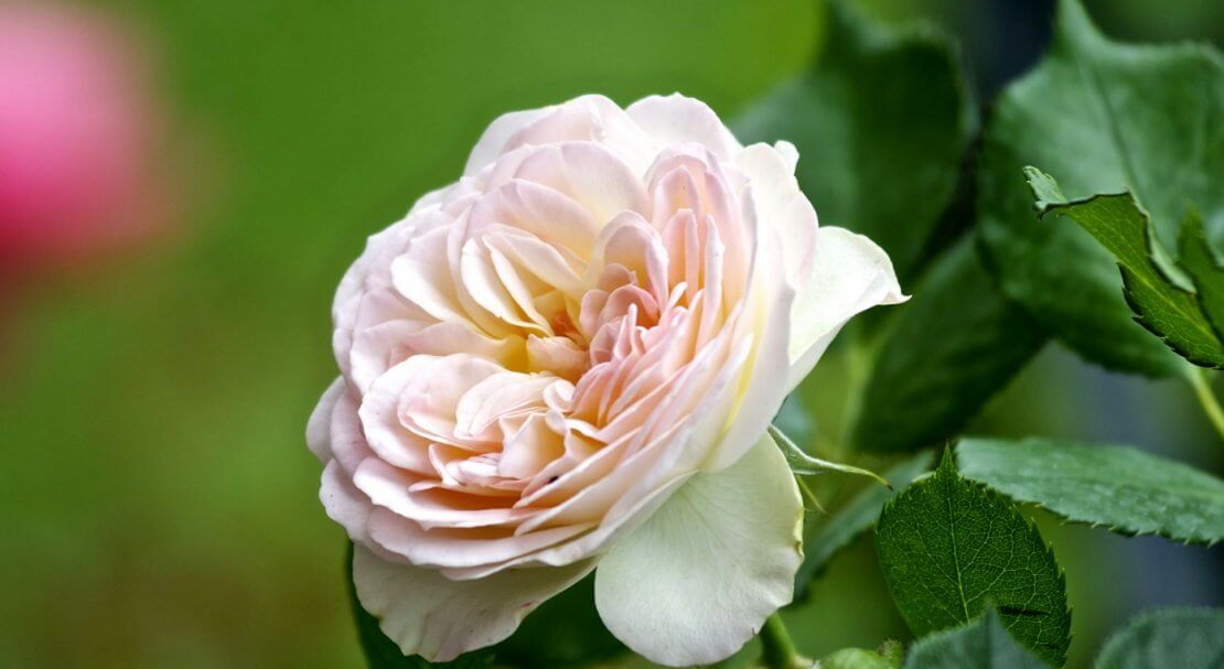 Роза Лампион: особенности и характеристика сорта, правила посадки, выращивания и ухода, отзывы - полезная информация для цветоводов