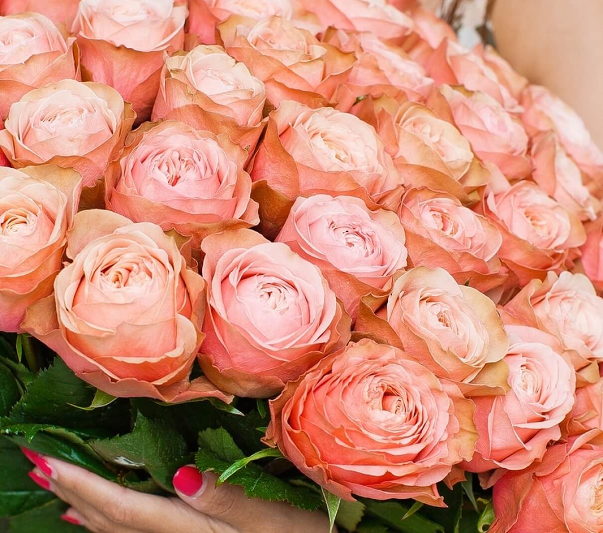 Пионовидная роза кахала купить кашпо с цветами за окно