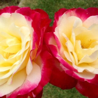 Double Delight – эффектная чайно-гибридная роза из США, окрашенная в контрастные белые и малиновые тона