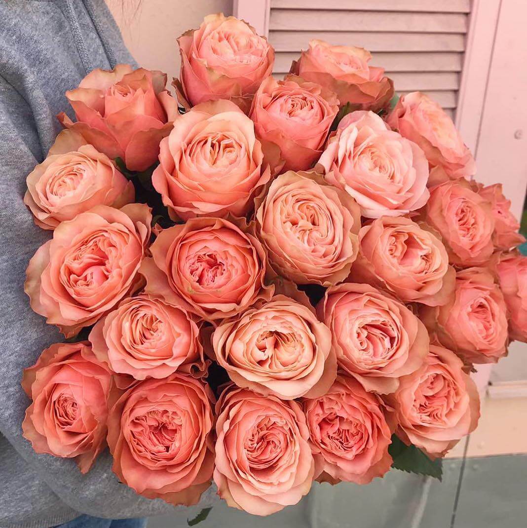 Роза кохала купить саженцы многолетних цветов екатеринбург купить
