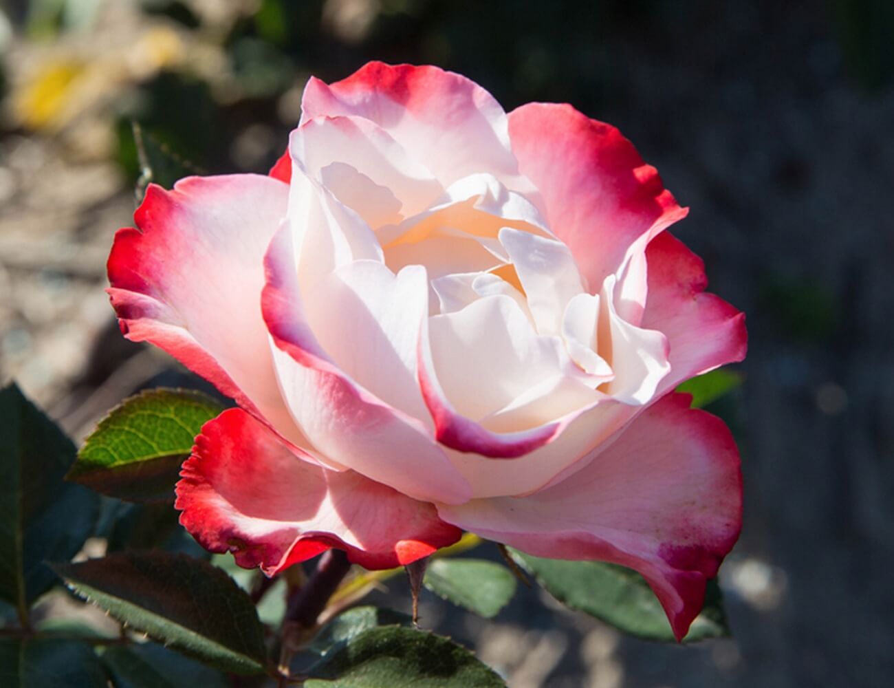 Nostalgie - нестандартная чайно-гибридная роза с контрастной расцветкой из Германии