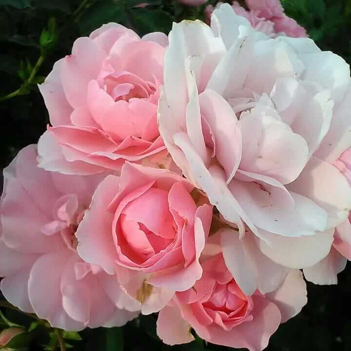 Цвет и аромат розы Боника