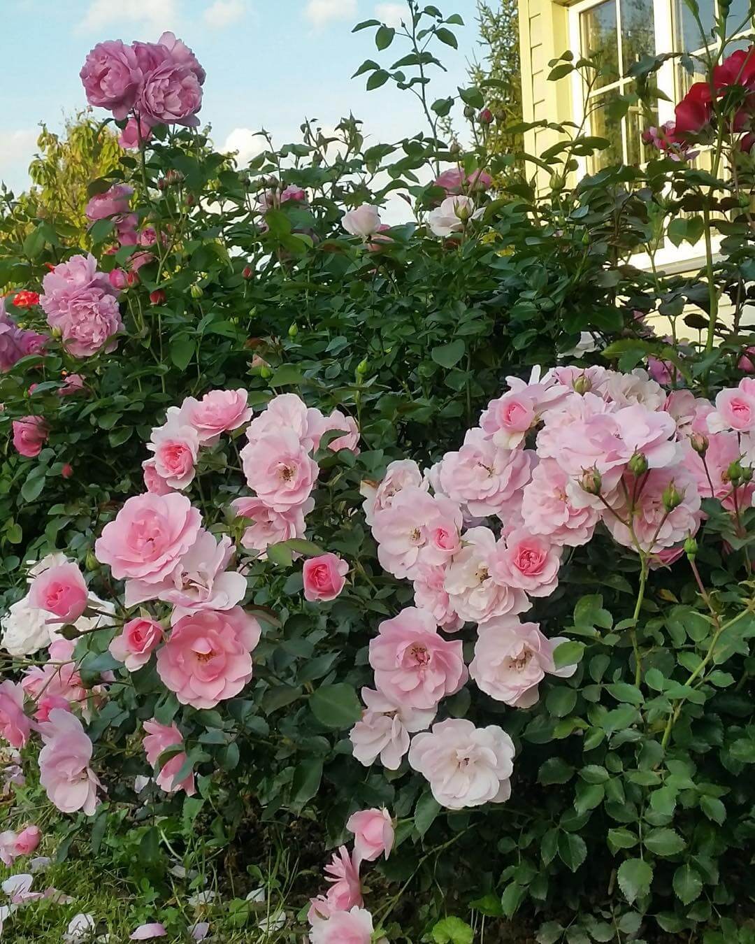 Боника роза - описание сорта, преимущества и недостатки, правила выращивания