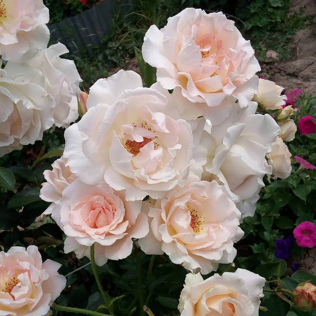 Роза Рококо (Rokoko): отзывы садоводов, фото и характеристика сорта
