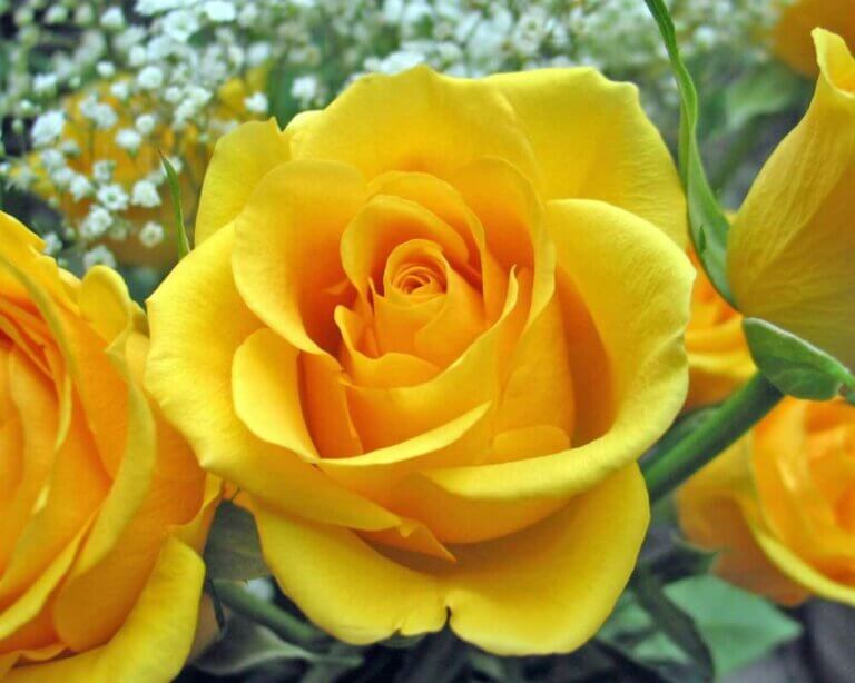 Керио роза - описание сорта, рекомендации по выращиванию и уходу | РозоЦвет