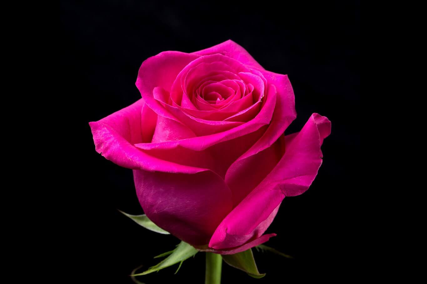 Pink Floyd - чайно-гибридная пурпурная роза из Нидерлдандов