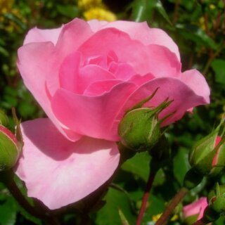 Bonica – раскидистый кустарник с нежно-розовыми бутонами от Meilland