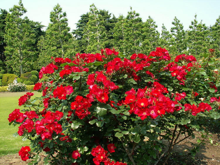 Роза-ругоза Робуста (Robusta): характеристика, описание, фото, отзывы садоводов