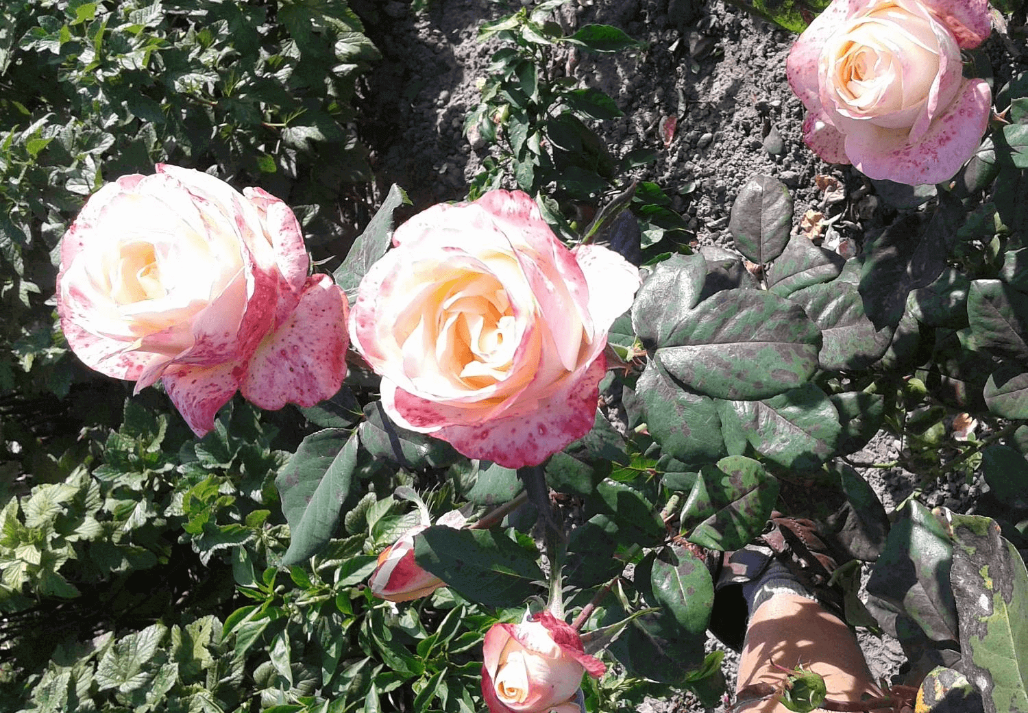 Белла Перла роза