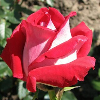 Luxor — необычная «шелковая» роза биколор чайно-гибридной разновидности из Нидерландов