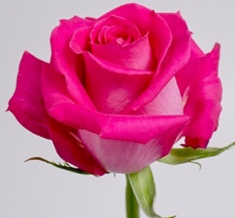 Описание сорта розы Лилак Топаз