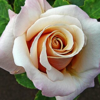 Paul Ricard – нежная сливочно-абрикосовая роза чайно-гибридной разновидности от Meilland