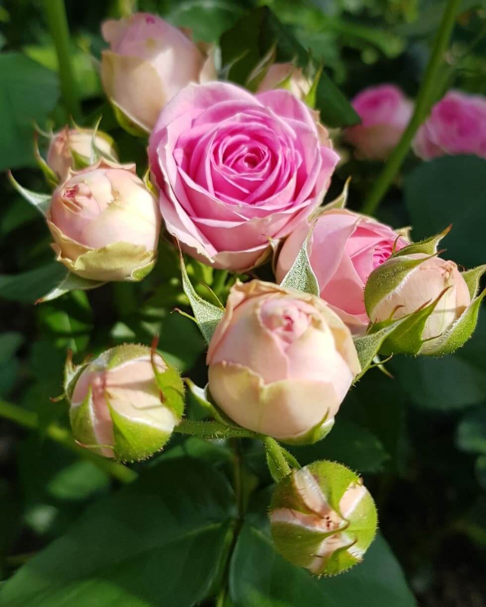 Характер и ноты аромата розы Джелато